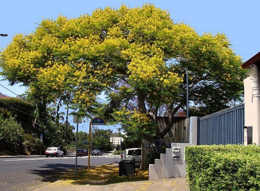 jarak pohon dan utilitas umum